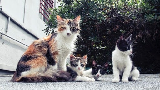 10 photos réconfortantes de mamans chats et de leurs chatons