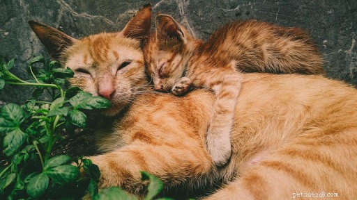 10 hartverwarmende foto s van mamakatten en hun kittens