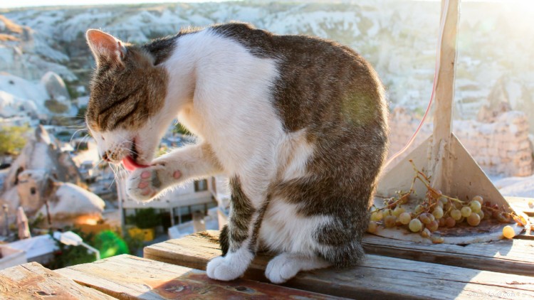 Kan katter äta vindruvor? Här är allt du behöver veta
