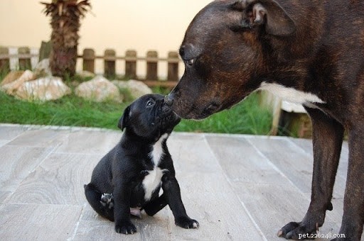 10 adorables photos de mamans chiens et de leurs chiots