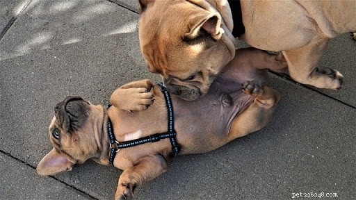 マンマ犬と子犬の愛らしい写真 10 枚