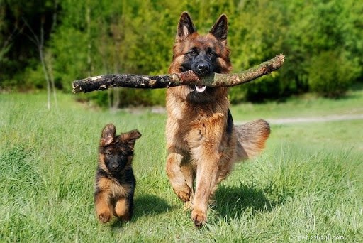 マンマ犬と子犬の愛らしい写真 10 枚