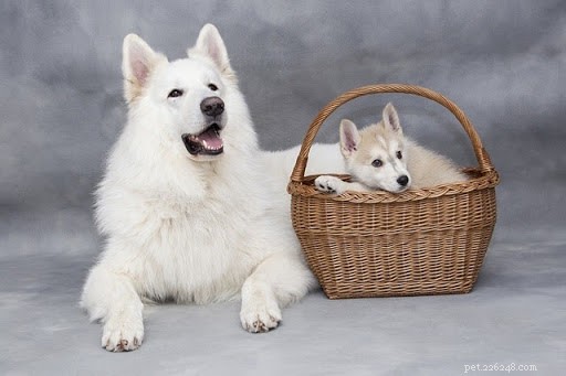 10 очаровательных фотографий собачек и их щенков