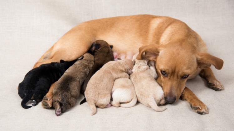 10 adorables photos de mamans chiens et de leurs chiots