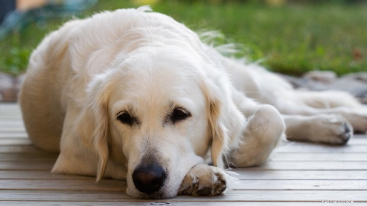 Osteosarkom (bencancer) hos hundar:orsaker, symtom, behandling