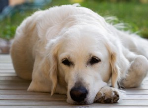 Osteosarcoom (botkanker) bij honden:oorzaken, symptomen, behandeling