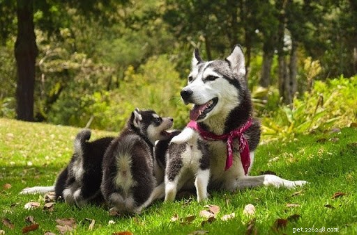 マンマ犬と子犬の愛らしい写真 10 枚