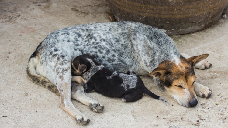 Mastit hos hundar:symtom, orsaker och behandling