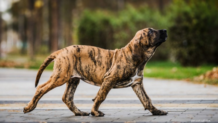 Ataxie bij honden:oorzaken, symptomen en behandeling