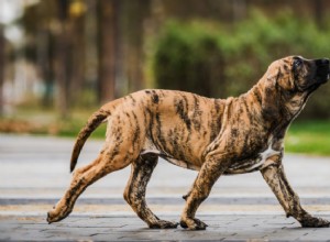 Ataxie u psů:příčiny, příznaky a léčba