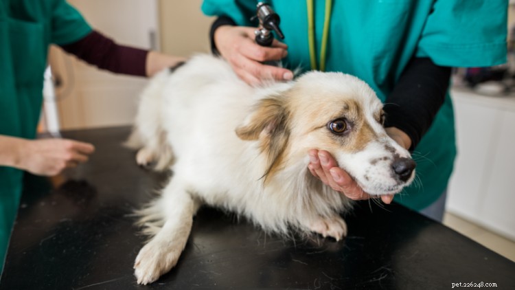 犬の運動失調:原因、症状、治療