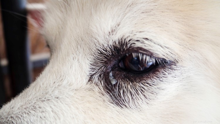 Conjunctivitis (roze oog) bij honden:oorzaken, symptomen, behandeling
