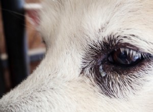 Konjunktivitida (růžové oko) u psů:příčiny, příznaky, léčba
