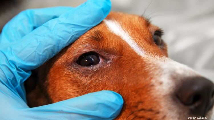 Conjonctivite (œil rose) chez le chien :causes, symptômes, traitement