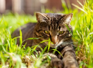 고양이의 촌충:원인, 증상, 치료