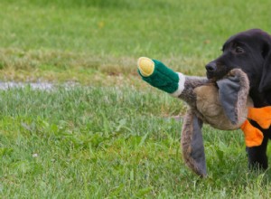 Tabulka růstu a hmotnosti labradorského retrívra:Vše, co potřebujete vědět