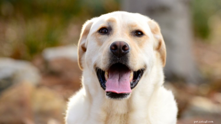 Labrador Retriever groei- en gewichtstabel:alles wat u moet weten