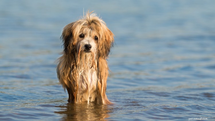 Tabela de crescimento e peso de Havanese:tudo o que você precisa saber