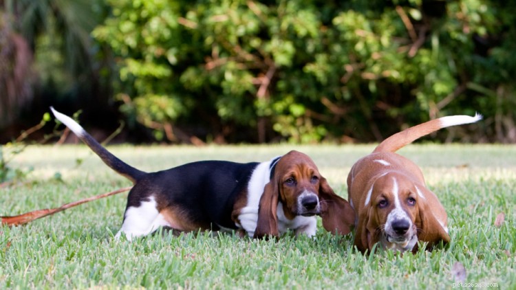 Basset Hounds tillväxt- och viktdiagram:Allt du behöver veta