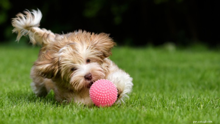 Tabela de crescimento e peso de Havanese:tudo o que você precisa saber