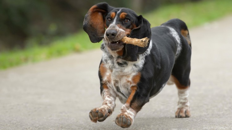 Tabela de crescimento e peso do Basset Hound:tudo o que você precisa saber