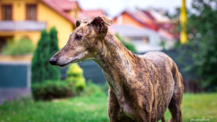 Greyhound groei- en gewichtstabel:alles wat u moet weten