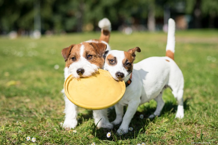 Jack Russell Terriers tillväxt- och viktdiagram:Allt du behöver veta