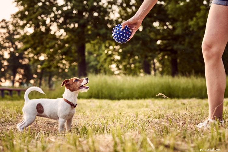 Tableau de croissance et de poids du Jack Russell Terrier :tout ce que vous devez savoir