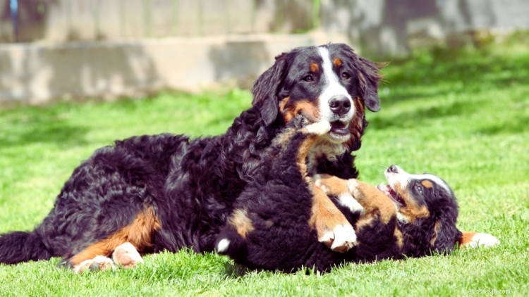 Berner Sennenhond groei- en gewichtstabel:alles wat u moet weten