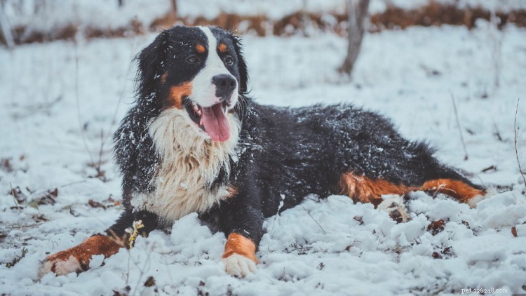 Tabela de crescimento e peso do cão da montanha Bernese:tudo o que você precisa saber