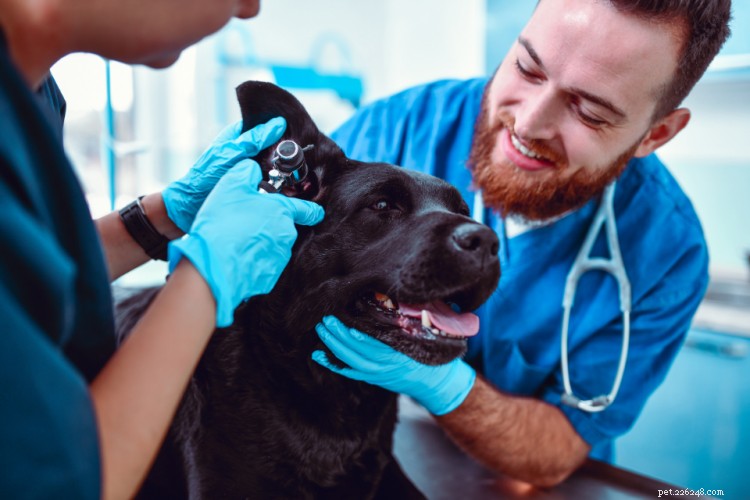 Problemas de saúde do cão:condições comuns por raça, tamanho e idade