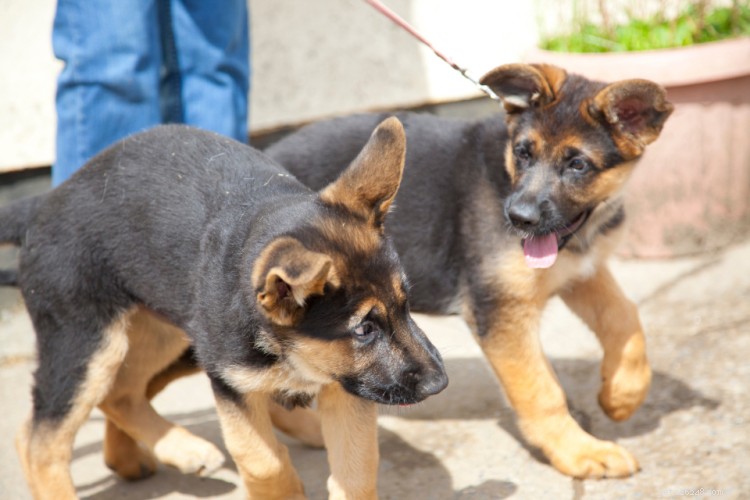 犬の健康問題:品種、サイズ、年齢別の一般的な状態