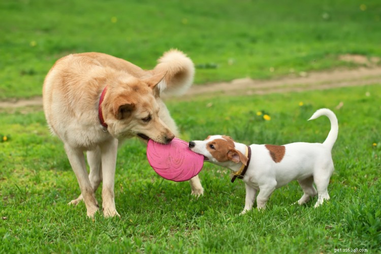 Zdravotní problémy psa:Běžné stavy podle plemene, velikosti, věku