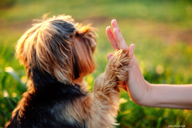 Problèmes de santé des chiens :conditions courantes par race, taille, âge