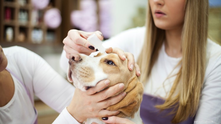 Glaucoma nei cani:cause, sintomi e trattamento