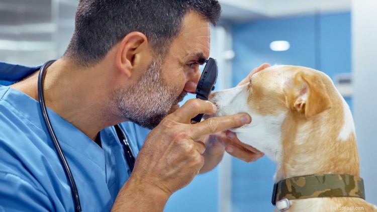 Глаукома у собак:причины, симптомы и лечение