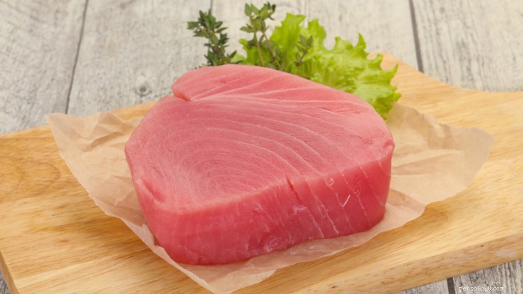 Kan hundar äta tonfisk? Här är allt du behöver veta