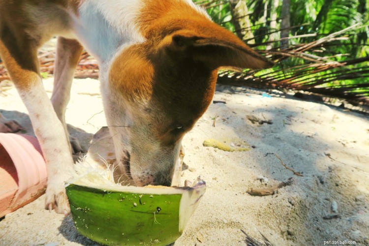 Les chiens peuvent-ils manger de la noix de coco ? Voici tout ce que vous devez savoir