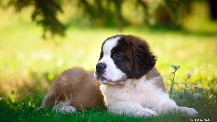 Tableau de croissance et de poids du Saint-Bernard :tout ce que vous devez savoir