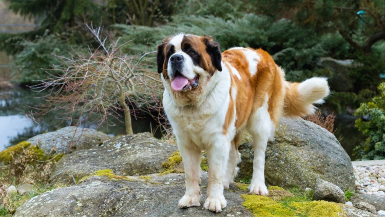 Tableau de croissance et de poids du Saint-Bernard :tout ce que vous devez savoir