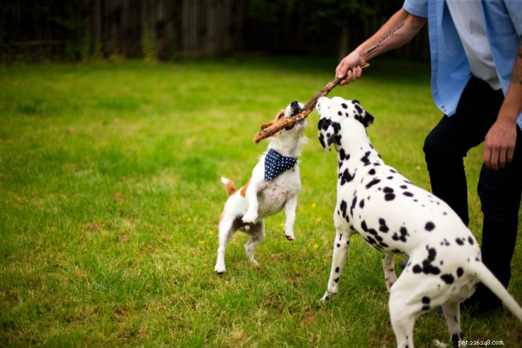 Glucosamine voor honden:gebruik, dosering en bijwerkingen