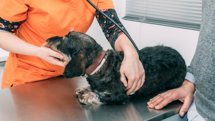 Colitis bij honden:symptomen, diagnose, behandeling