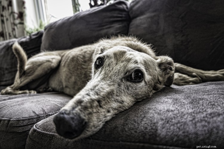 Glucosamina para cães:usos, dosagem e efeitos colaterais