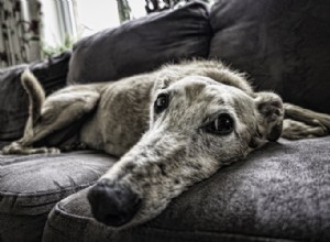 犬用グルコサミン:用途、用量、副作用
