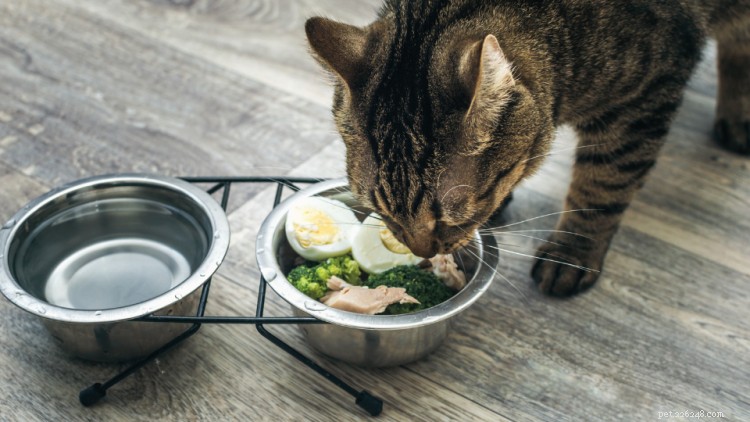 Kunnen katten eieren eten? Hier is alles wat u moet weten