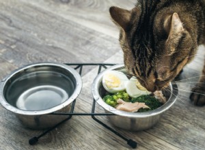 고양이가 계란을 먹을 수 있습니까? 여기 당신이 알아야 할 모든 것이 있습니다