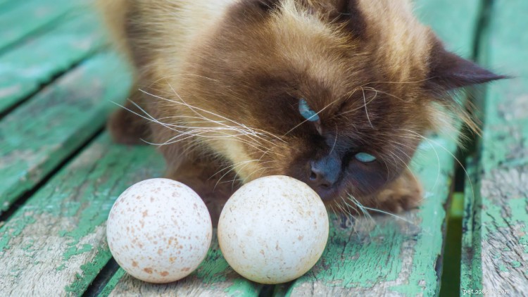 Kan katter äta ägg? Här är allt du behöver veta
