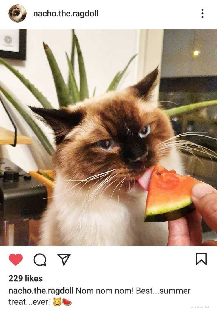 Kunnen katten watermeloen eten? Hier is alles wat u moet weten