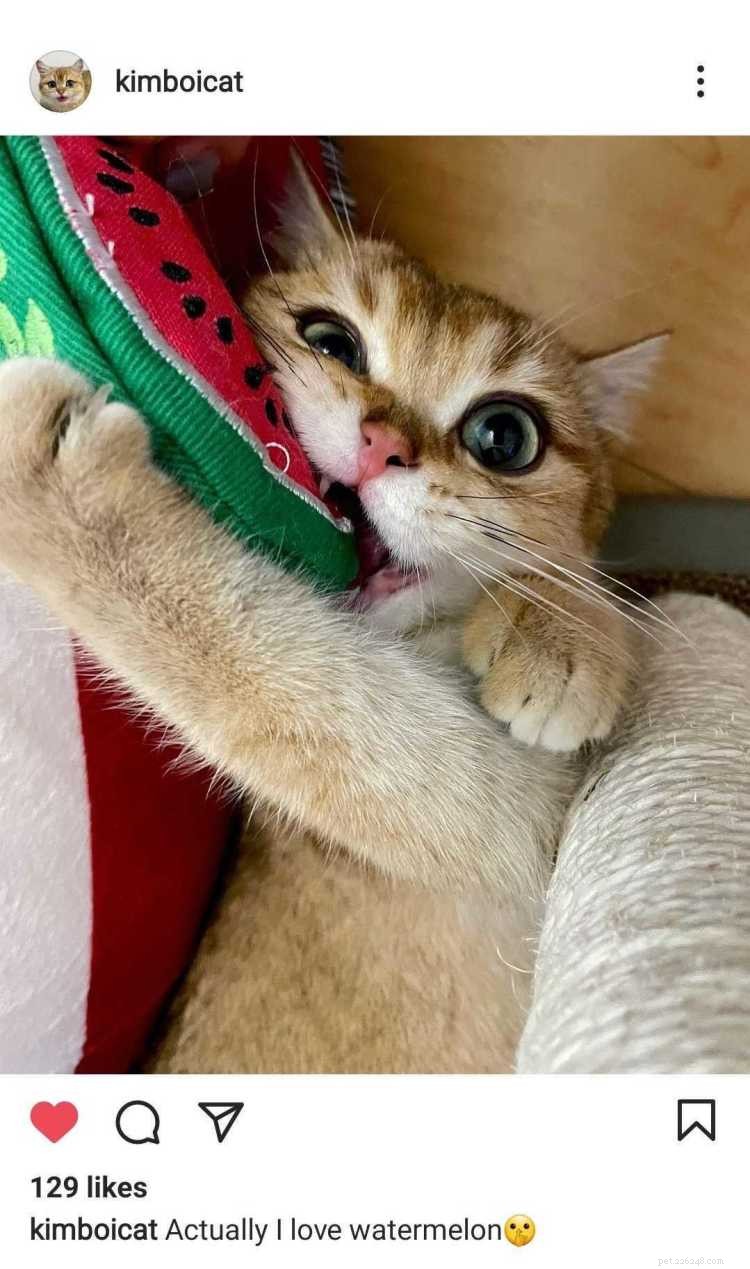 Gatos podem comer melancia? Aqui está tudo o que você precisa saber