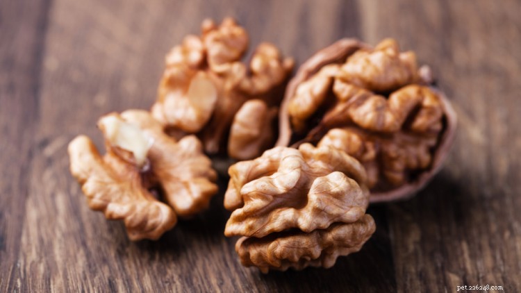 Kan hundar äta valnötter? Här är allt du behöver veta